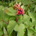 peony seed pods