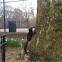 Eastern Gray Squirrel (black)