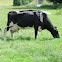 Vaca. Cow