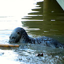 North American River Otter