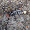Cottonwood borer