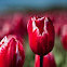 Tulip