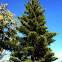 Araucaria excelsa, araucaria o pino de la Isla de Norfolk