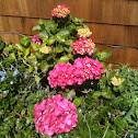 Hortensia