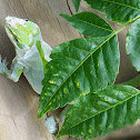 Carolina Anole