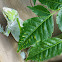 Carolina Anole