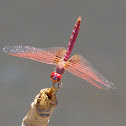Crimson Marsh Glider Male