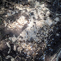Ants
