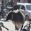 Street Cows