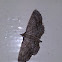 Polilla
