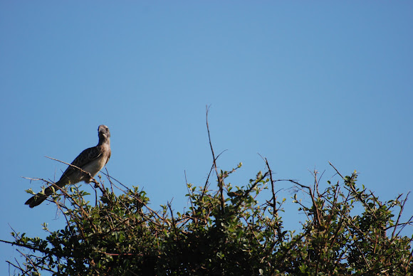 Spotting Image 1