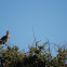 African Grey Hornbill