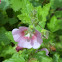 False Mallow