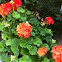 Geranium