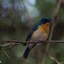 Tickell's Blue Flycatcher