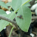 Pseudoscorpion