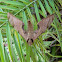 Streaked Sphinx