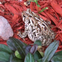 American Toad