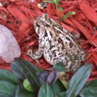 American Toad