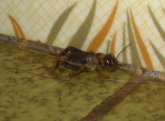 Spotting Image 1