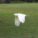 Sulphur-crested Cockatoo