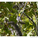 Blue-grey Gnatcatcher