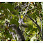 Blue-grey Gnatcatcher