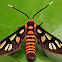 Tiger Moth