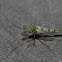 Midge (Non-biting) - Male