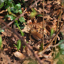 Pacific Wren