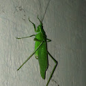 Katydid
