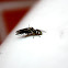 Zebra spider