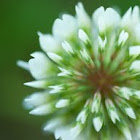 Clover