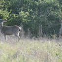 Black-tailed Mule Deer