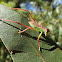 Katydid nymph