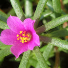 Moss-rose