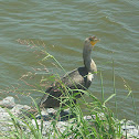 Double-crested Cormorant