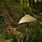 Entoloma