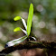 Unknown orchid