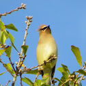 Cedar Waxwing