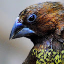Nutmeg Mannikin or Spice Finch