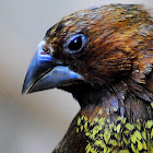 Nutmeg Mannikin or Spice Finch