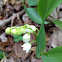 Lily of the Valley