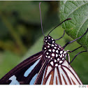 Blue Tiger Butterfly