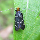 Fairy Longhorn Moth (female)