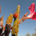 Seven Spotted Ladybug