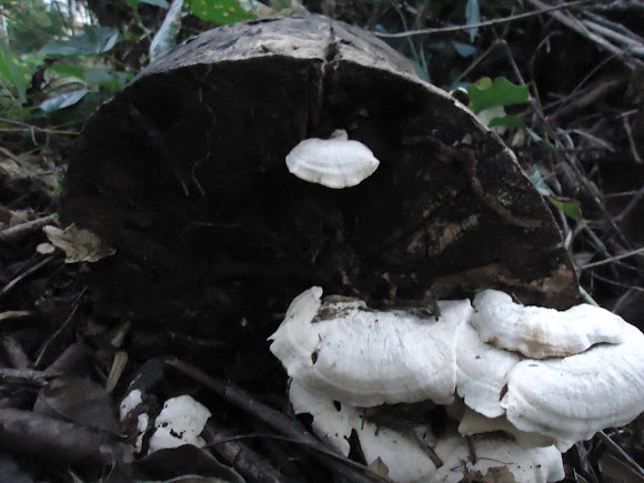 Spotting Image 1
