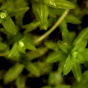 Musgo, Moss