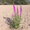 Purple loosestrife
