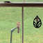 Northern Cardinal